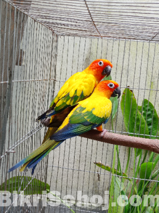 Sun conure breeding pair with paper